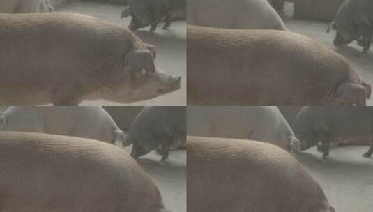 农家羊猪猪舍LOG高清在线视频素材下载