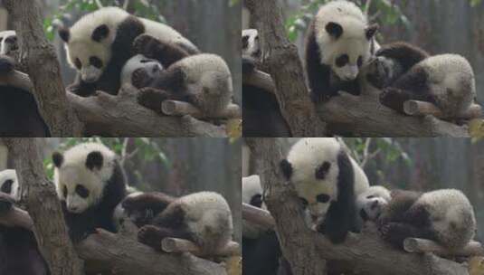 一起玩耍的大熊猫幼崽高清在线视频素材下载