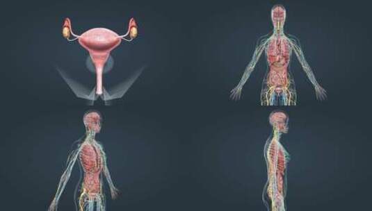 医疗人体解剖女性生殖器官神经系统动画高清在线视频素材下载