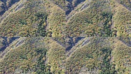 航拍秋天森林景色高清在线视频素材下载