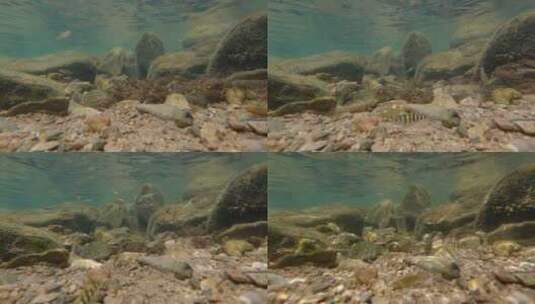 水下拍摄溪流里的鱼和虾高清在线视频素材下载