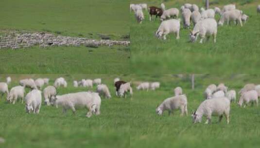 羊群吃草大草原高清在线视频素材下载