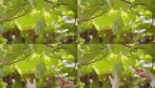 水果大棚采摘葡萄高清在线视频素材下载