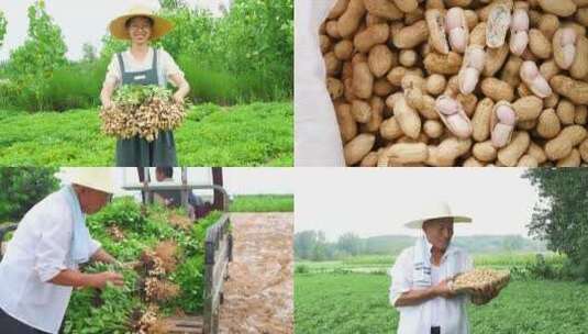 花生丰收高清在线视频素材下载