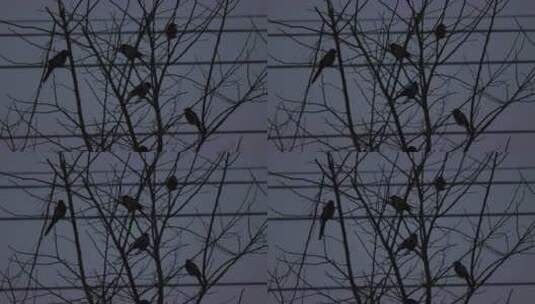 黄昏的鸟儿们高清素材高清在线视频素材下载
