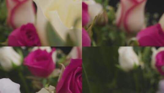 各色的玫瑰花朵特写高清在线视频素材下载