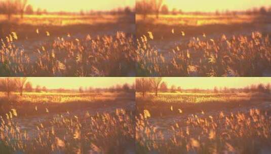 秋冬季栅栏外唯美金色夕阳景色自然风光高清在线视频素材下载