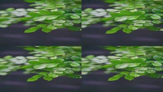 4K竖屏植物素材——雨滴打在叶子上慢镜头高清在线视频素材下载