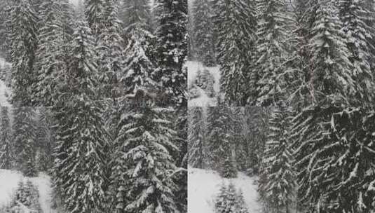 积雪覆盖的树木景观高清在线视频素材下载