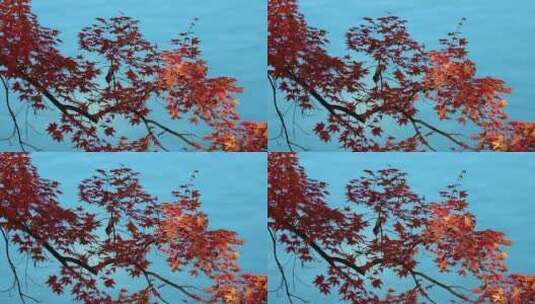 秋景红叶高清在线视频素材下载
