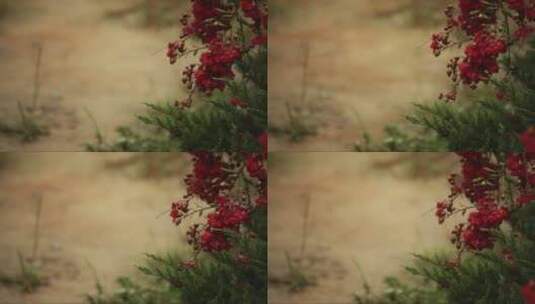 河流旁雨中的红色花朵高清在线视频素材下载