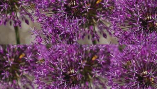 蜜蜂在花丛中飞舞 (2)高清在线视频素材下载
