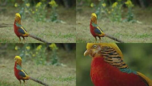 国家一级保护鸟类红腹锦鸡高清在线视频素材下载
