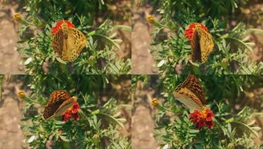 花朵上的黄色蝴蝶高清在线视频素材下载