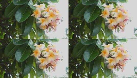 玉兰花的枝条高清在线视频素材下载