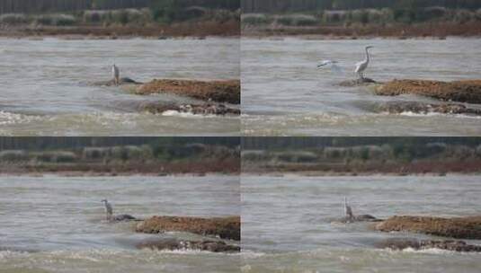 汉江古河床上一只白鹭捕鱼精彩画面高清在线视频素材下载