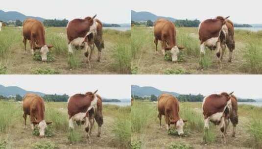 散养牛群高清在线视频素材下载