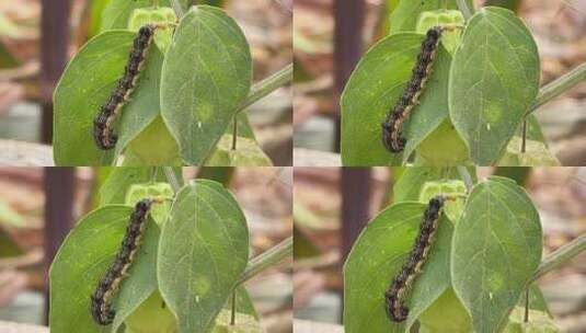 叶子上的虫子高清在线视频素材下载