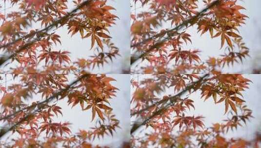 秋天红色枫叶风光意境自然风景空镜头高清在线视频素材下载