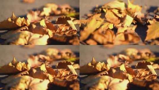 树叶凋零落叶高清在线视频素材下载