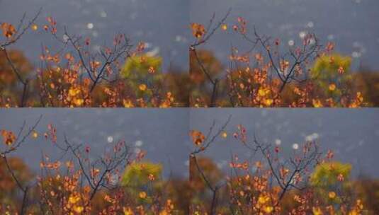 秋天的景色高清在线视频素材下载