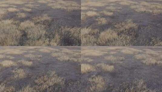 俯拍深秋湿地枯草高清在线视频素材下载