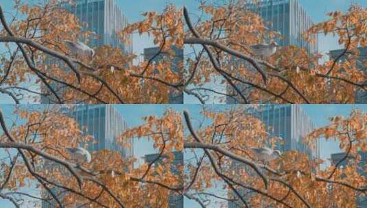 城市海鸥昆明冬天高楼间金色树叶下的红嘴鸥高清在线视频素材下载