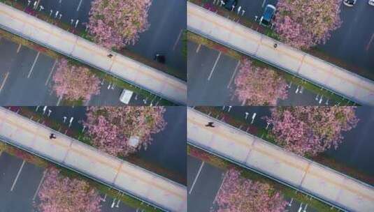 广州海珠区大塘异木棉-8高清在线视频素材下载