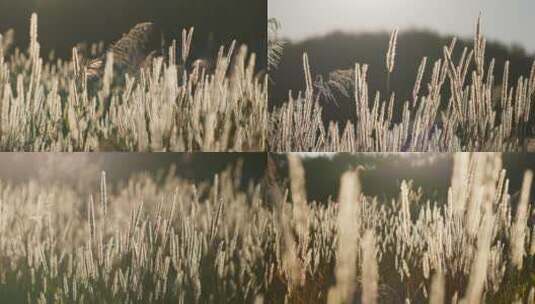 【合集】夕阳下唯美的芦苇草高清在线视频素材下载
