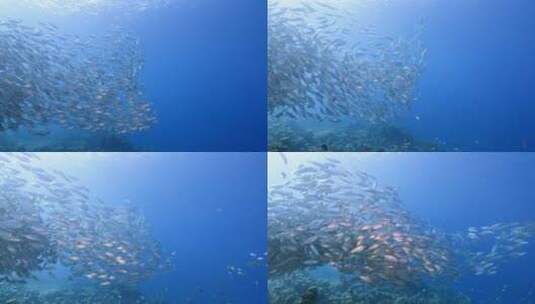 海底鱼群 沙丁鱼风暴高清在线视频素材下载