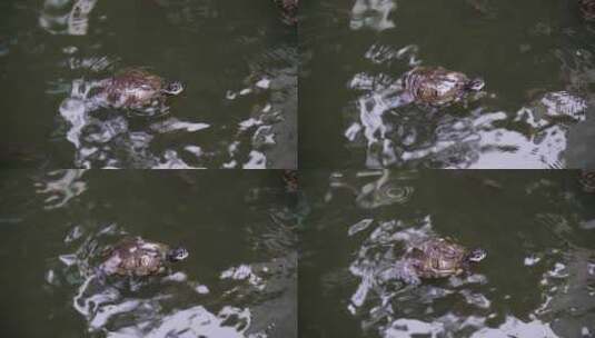 寺庙放生水池里的乌龟高清在线视频素材下载