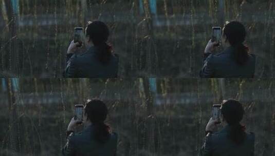 春天生机勃勃的垂柳高清在线视频素材下载