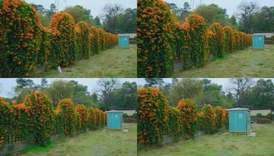 炮仗花藤蔓 爬墙植物爬满围墙高清在线视频素材下载