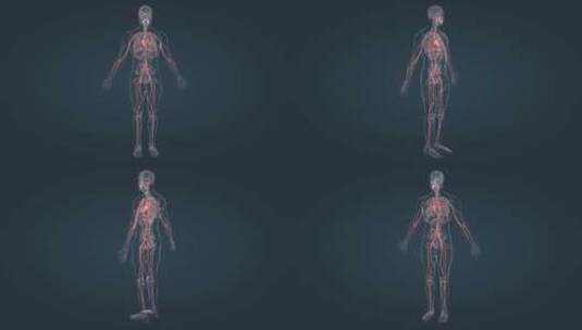 3D 医疗 医学 人体 解剖 三维 动画高清在线视频素材下载