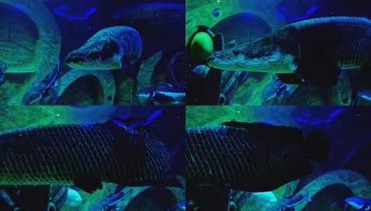 海洋馆水族馆海底世界海鳝高清在线视频素材下载