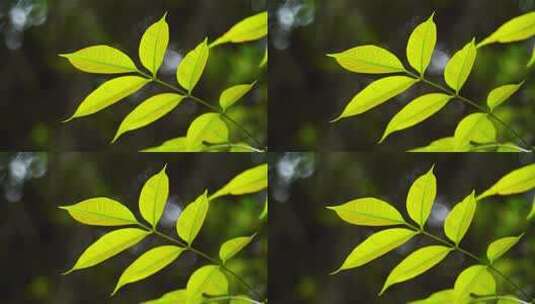山林植物绿叶B高清在线视频素材下载