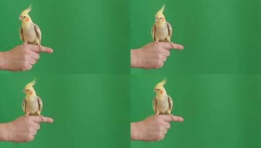 黄色鹦鹉站在手指上高清在线视频素材下载
