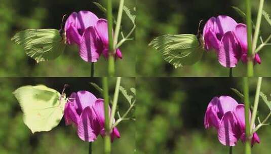 花丛中的蝴蝶高清在线视频素材下载