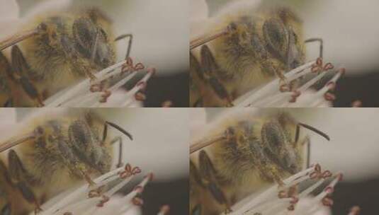 蜜蜂在花蕊中采蜜近景高清在线视频素材下载