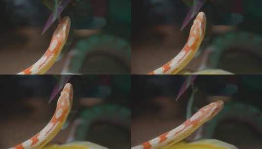 蛇吐蛇信嗅猎物高清在线视频素材下载