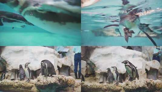 海洋馆企鹅高清在线视频素材下载