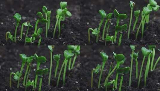 植物生长延时特写高清在线视频素材下载