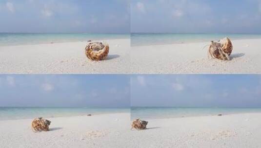 沙滩上寄居蟹从螺丝里钻出来高清在线视频素材下载