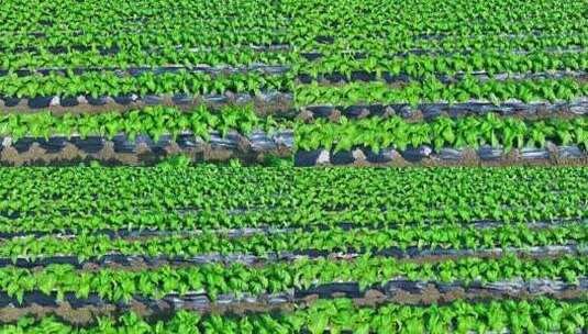 蔬菜基地青菜油麦菜高清在线视频素材下载