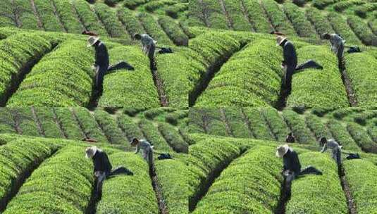 茶农在茶厂茶园采茶高清在线视频素材下载