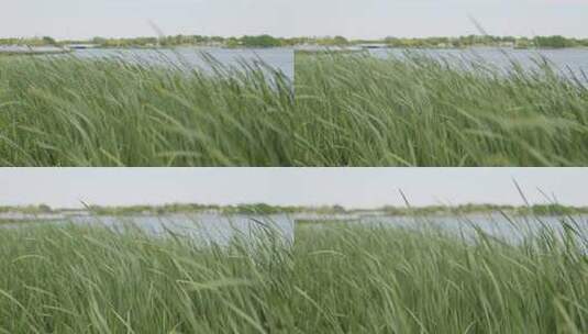 春天水边的绿色芦苇摇晃4K高清在线视频素材下载