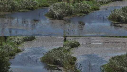 生态湿地高清在线视频素材下载