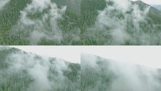 川西森林雾气上升高清在线视频素材下载