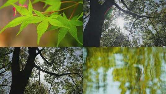 春夏天植物树叶木森林水面倒影高清在线视频素材下载