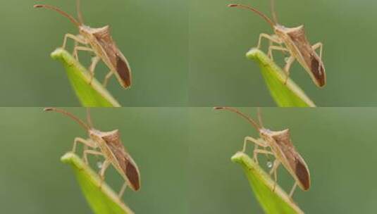 春天夏天植物上的昆虫稻棘缘蝽高清在线视频素材下载